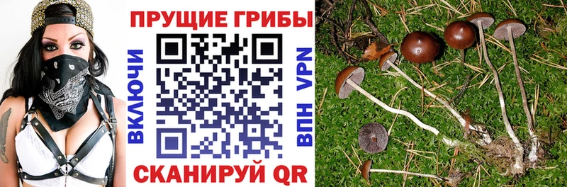 Галлюциногенные грибы Psilocybe  Весьегонск 